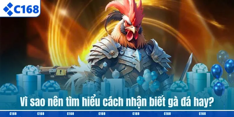 Vì sao nên tìm hiểu cách nhận biết gà đá hay?